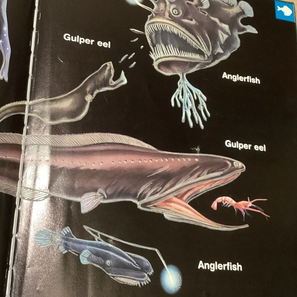 The Glow in the Dark Book of Ocean Creatures by Nicholas Harris - Picture 6 of 7